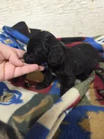 Mortitia, a female Doxiepoo for sale in Knoxville, IA – 2 of 2