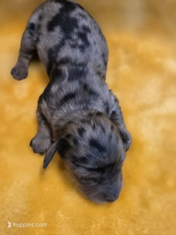 Snickers long-haired  – Miniature Dachshund puppy for sale in Knoxville, IA