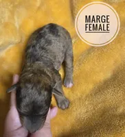 Marge, a female Miniature Aussiedoodle for sale in Knoxville, IA – 2 of 3