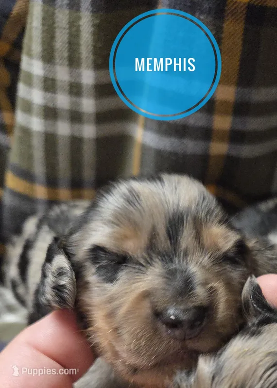 Memphis long-haired  – Miniature Dachshund puppy for sale in Knoxville, IA