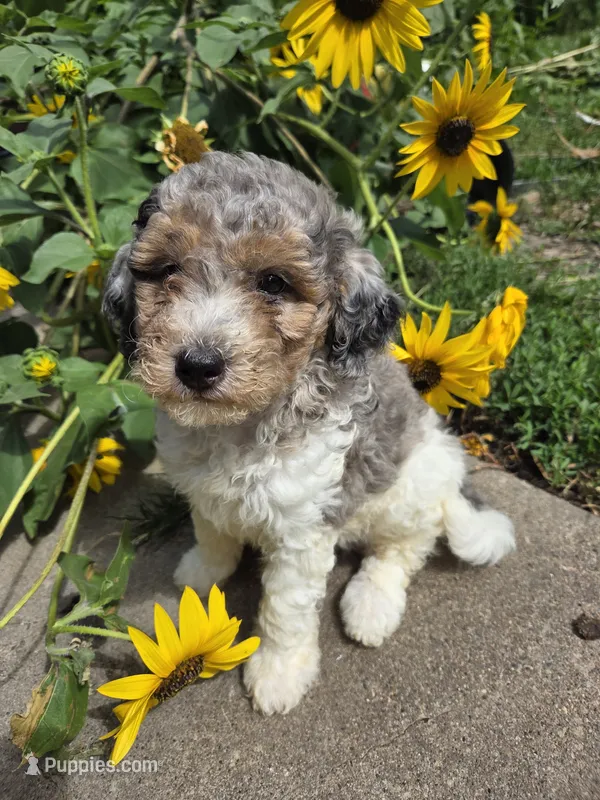 Kingston  – Poodle - Miniature  puppy for sale in Knoxville, IA