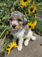 Kingston , a male Poodle - Miniature  for sale in Knoxville, IA – 1 of 3