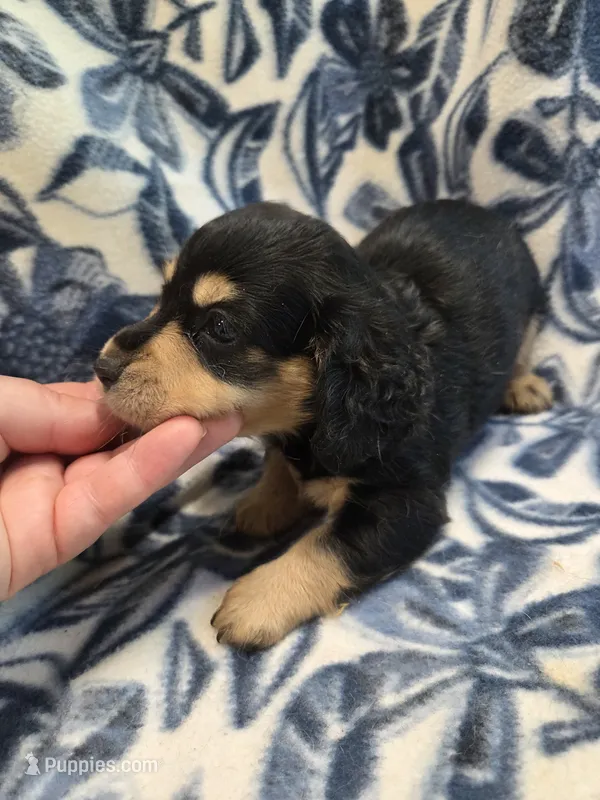 Jello long-haired  – Miniature Dachshund puppy for sale in Knoxville, IA