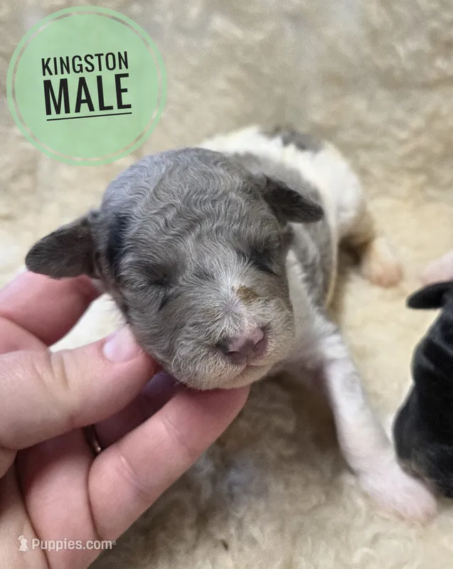 Kingston  – Poodle - Miniature  puppy for sale in Knoxville, IA