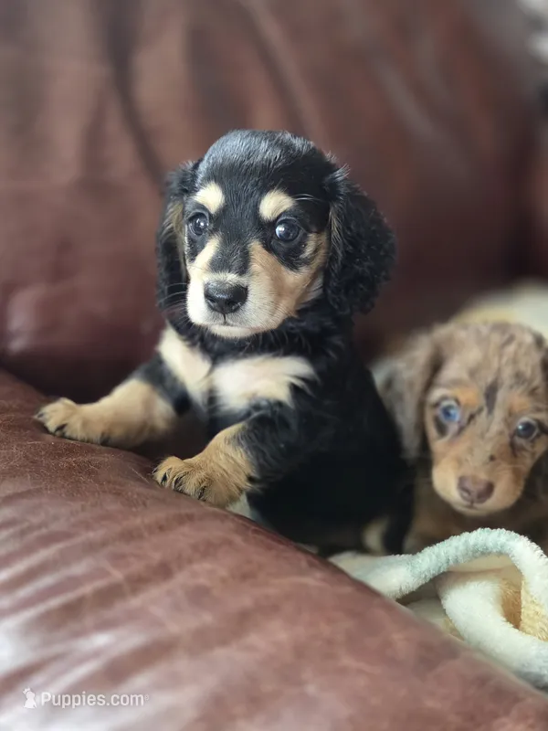 Jello long-haired  – Miniature Dachshund puppy for sale in Knoxville, IA