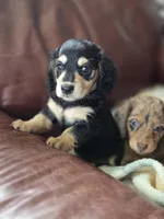 Jello long-haired , a female Miniature Dachshund for sale in Knoxville, IA – 1 of 3