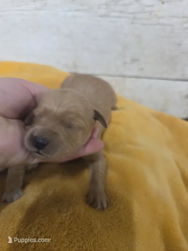Fox – Miniature Golden Retriever puppy for sale in Knoxville, IA