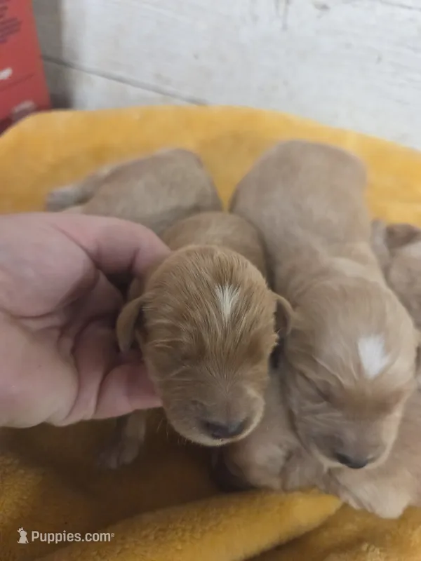 Ivan  – Miniature Golden Retriever puppy for sale in Knoxville, IA