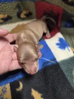 Jimmy Dean long-haired , a male Miniature Dachshund for sale in Knoxville, IA – 2 of 2