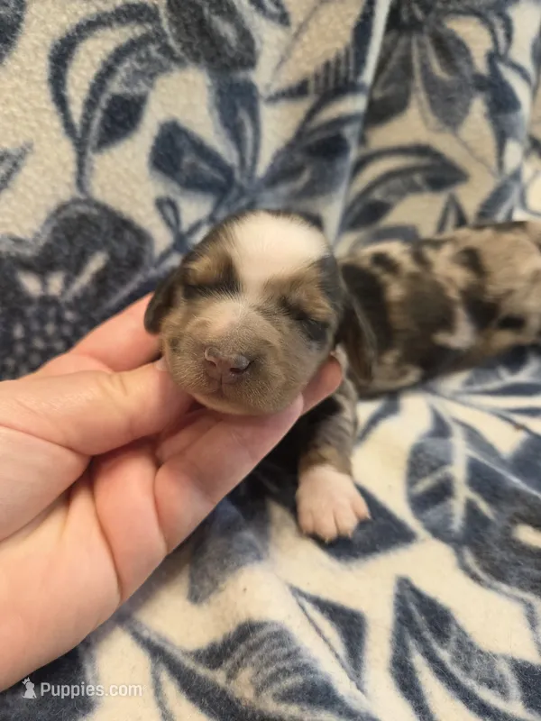 Pumpkin long-haired  – Miniature Dachshund puppy for sale in Knoxville, IA
