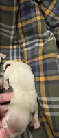 Angel long-haired , a female Miniature Dachshund for sale in Knoxville, IA – 2 of 2