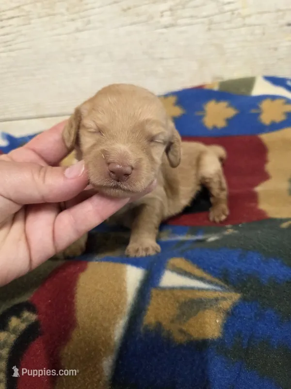 Gomez  – Doxiepoo puppy for sale in Knoxville, IA