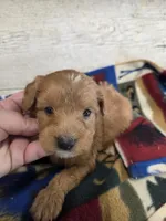 Bart, a male Miniature Aussiedoodle for sale in Knoxville, IA – 3 of 3