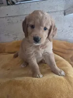 Germain , a male Miniature Golden Retriever for sale in Knoxville, IA – 3 of 4