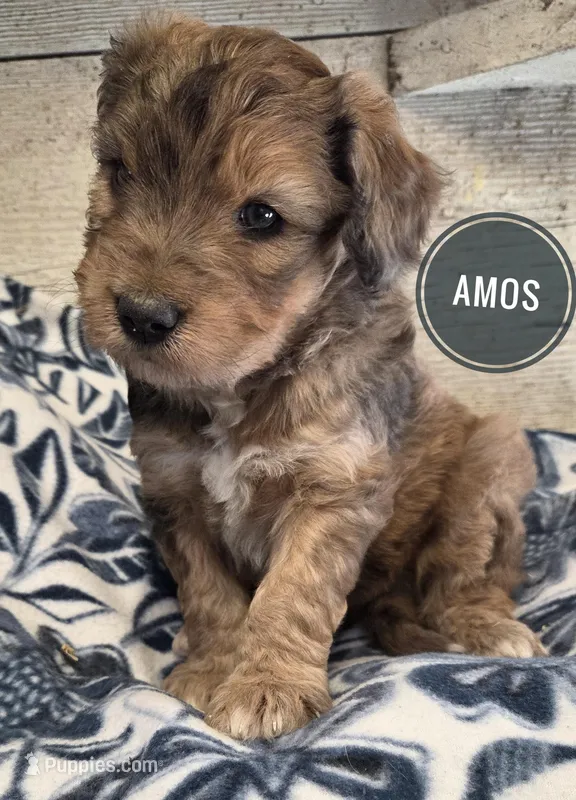 Amos