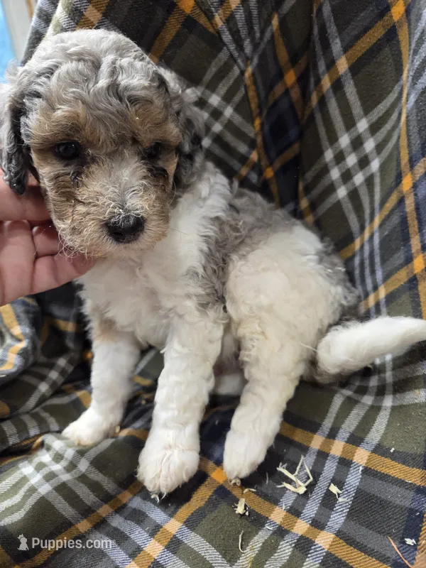 Kingston  – Poodle - Miniature  puppy for sale in Knoxville, IA