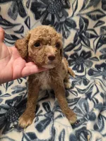 Alice , a female Cockapoo for sale in Knoxville, IA – 3 of 3