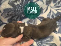 Elwood long-haired , a male Miniature Dachshund for sale in Knoxville, IA – 2 of 3