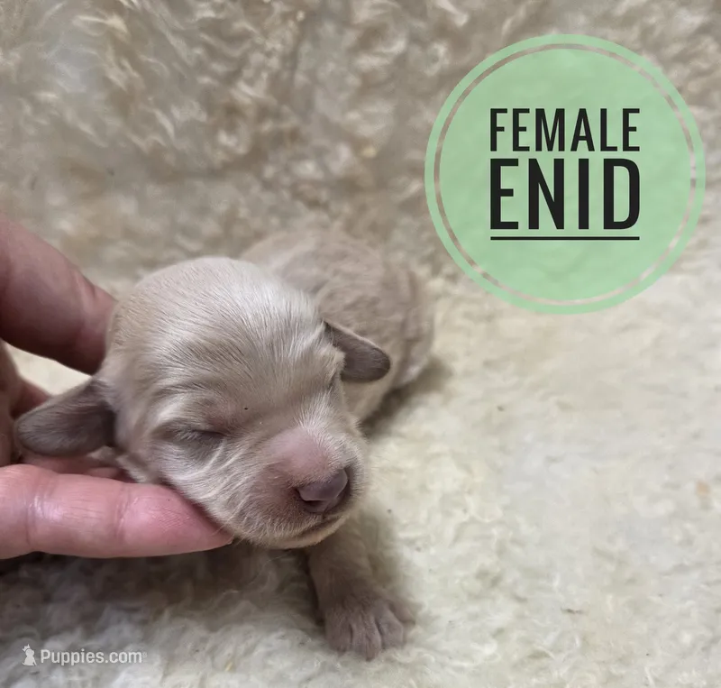 Enid – Doxiepoo puppy for sale in Knoxville, IA