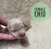 Enid, a female Doxiepoo for sale in Knoxville, IA – 1 of 3