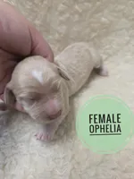 Ophelia, a male Doxiepoo for sale in Knoxville, IA – 2 of 2