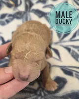 Ducky moyen size, a male Poodle - Miniature  for sale in Knoxville, IA – Photo 1 of 2