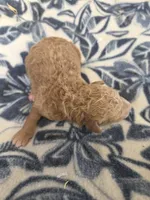 Ducky moyen size, a male Poodle - Miniature  for sale in Knoxville, IA – Photo 2 of 2