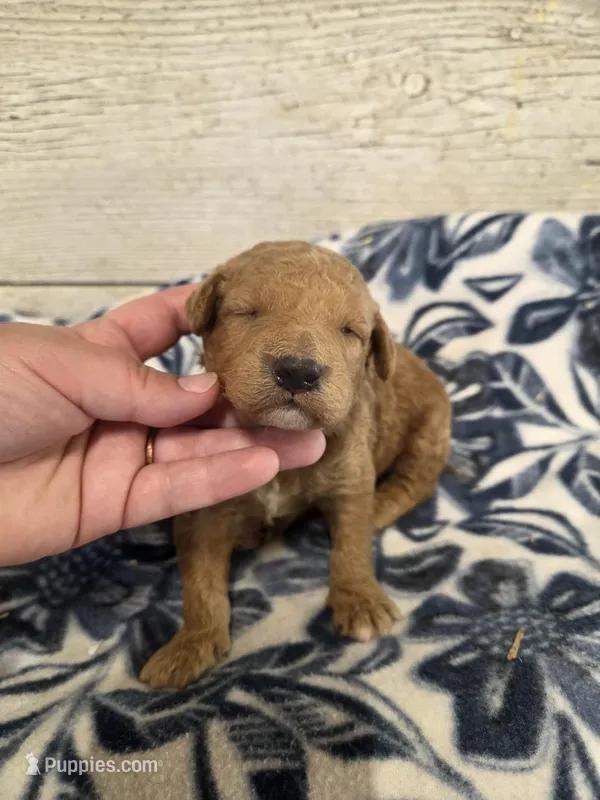 Ducky moyen size – Poodle - Miniature  puppy for sale in Knoxville, IA