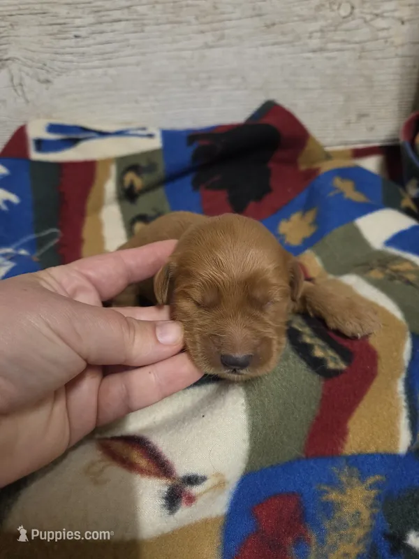 Cardinal  – Miniature Golden Retriever puppy for sale in Knoxville, IA