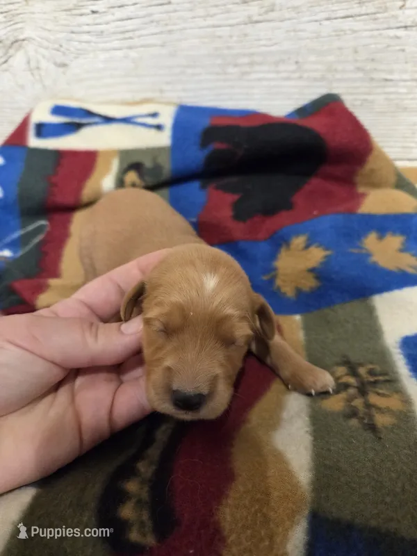 Pigeon – Miniature Golden Retriever puppy for sale in Knoxville, IA