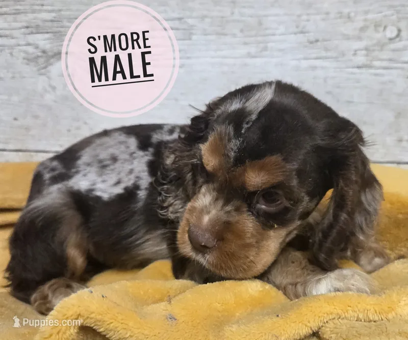 Smore  – Cocker Spaniel puppy for sale in Knoxville, IA