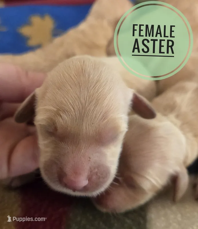 Aster – Miniature Golden Retriever puppy for sale in Knoxville, IA