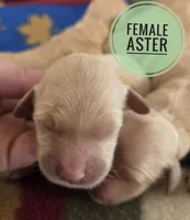Aster, a female Miniature Golden Retriever for sale in Knoxville, IA – 1 of 2