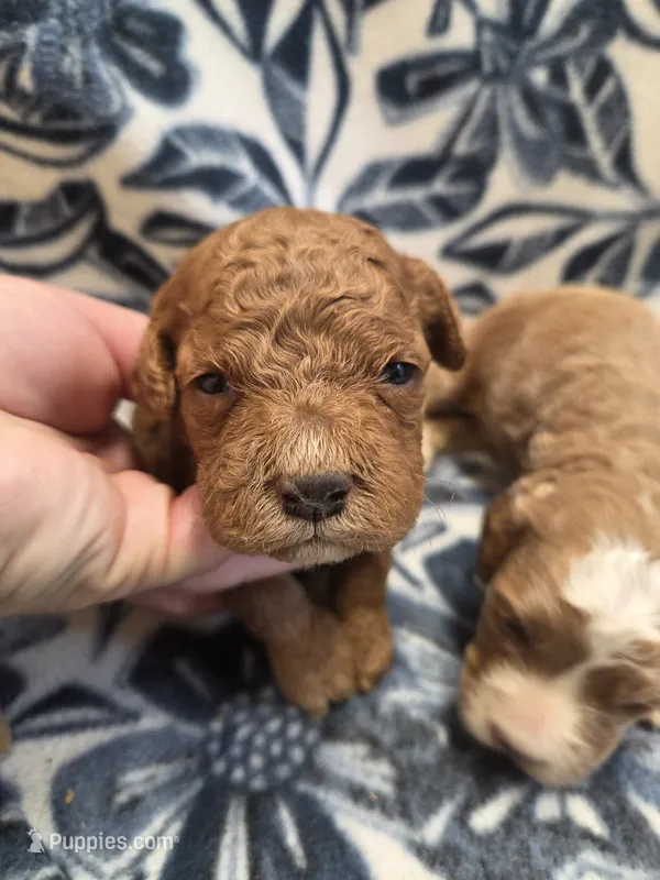 Adam  – Cockapoo puppy for sale in Knoxville, IA