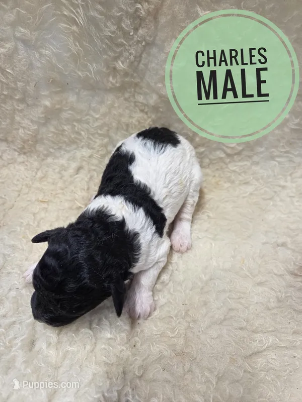 Charles – Poodle - Miniature  puppy for sale in Knoxville, IA