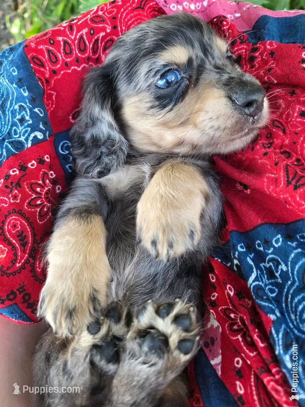 Snickers long-haired  – Miniature Dachshund puppy for sale in Knoxville, IA