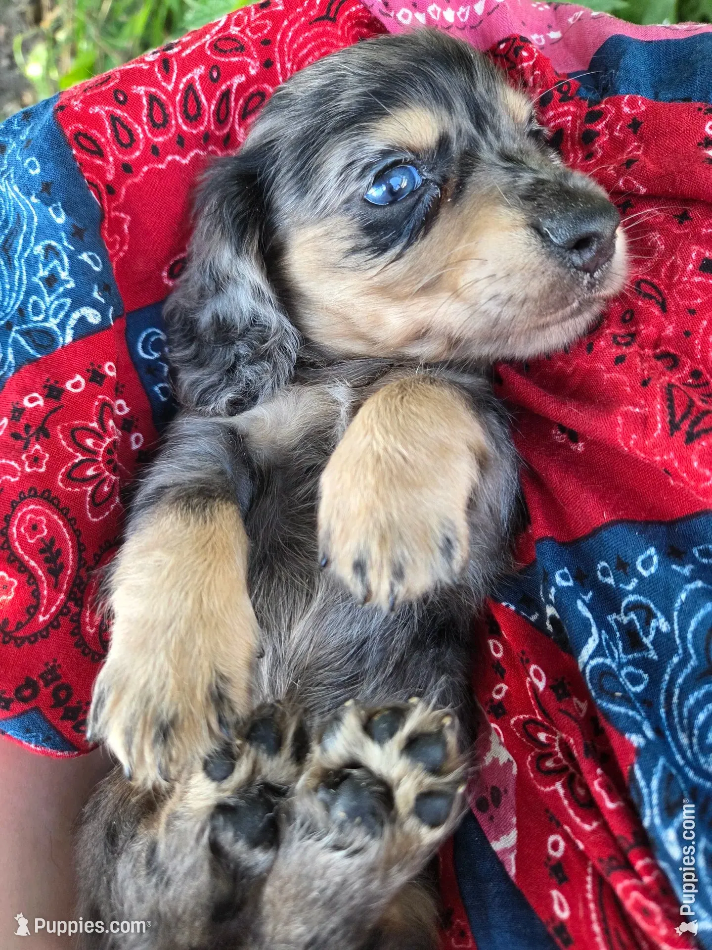 Snickers long-haired , a male Miniature Dachshund for sale in Knoxville, IA – 1 of 3