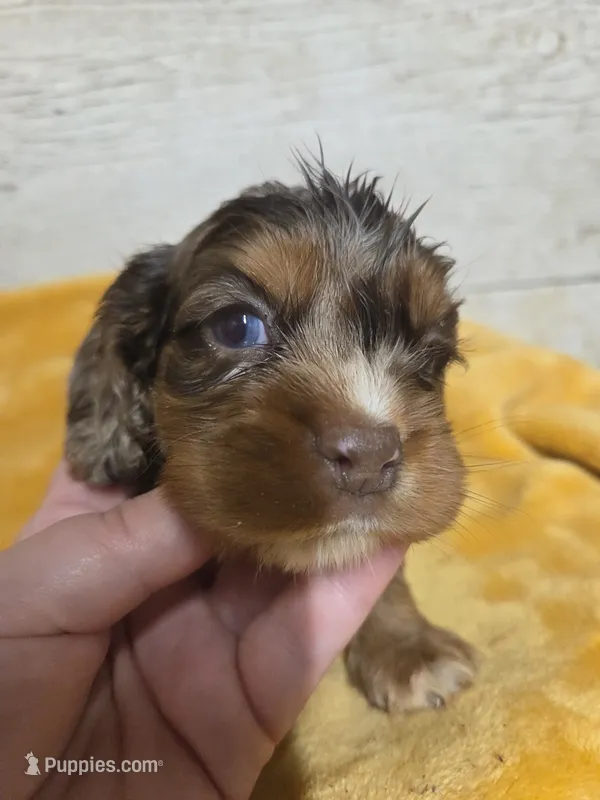 Smore  – Cocker Spaniel puppy on hold in Knoxville, IA