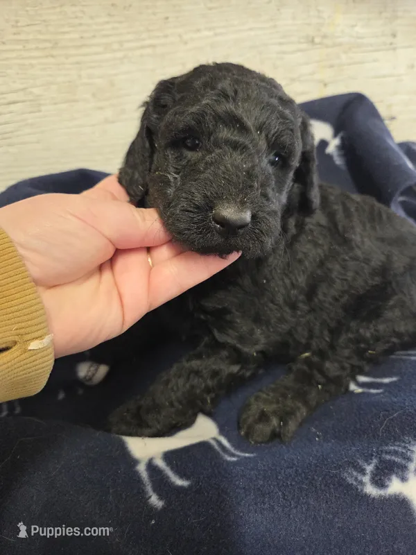 Rain – Miniature Goldendoodle puppy for sale in Knoxville, IA