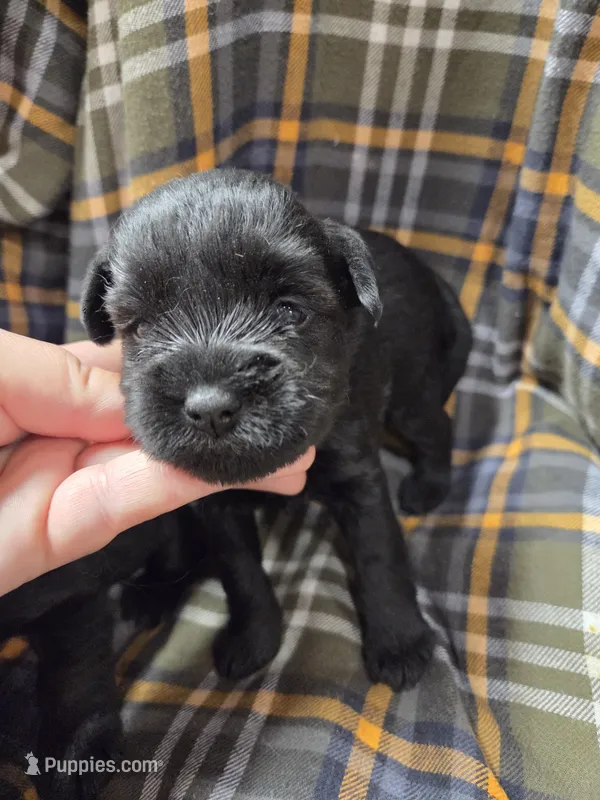 Expresso – Miniature Schnauzer puppy for sale in Knoxville, IA
