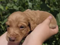 Frank long-haired blue eyes, a male Miniature Dachshund for sale in Knoxville, IA – 3 of 3