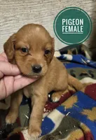 Pigeon, a female Miniature Golden Retriever for sale in Knoxville, IA – 2 of 3