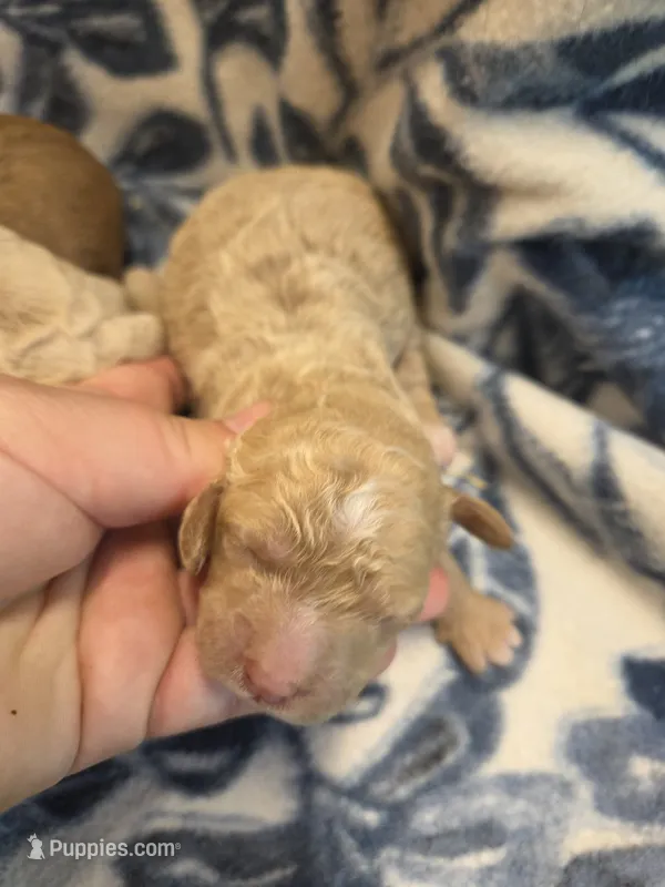 Alice  – Cockapoo puppy for sale in Knoxville, IA