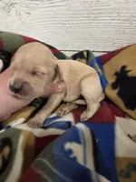 Poppy , a female Miniature Golden Retriever for sale in Knoxville, IA – 3 of 3