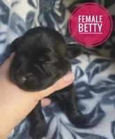 Betty, a female Miniature Schnauzer for sale in Knoxville, IA – 2 of 3