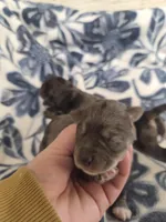 Tanselle, a female Miniature Schnauzer for sale in Knoxville, IA – Photo 2 of 2