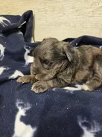 Tanselle, a female Miniature Schnauzer for sale in Knoxville, IA – Photo 2 of 2