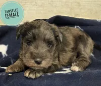 Tanselle, a female Miniature Schnauzer for sale in Knoxville, IA – Photo 1 of 2