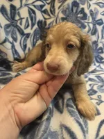 Jimmy Dean long-haired , a male Miniature Dachshund for sale in Knoxville, IA – 2 of 3