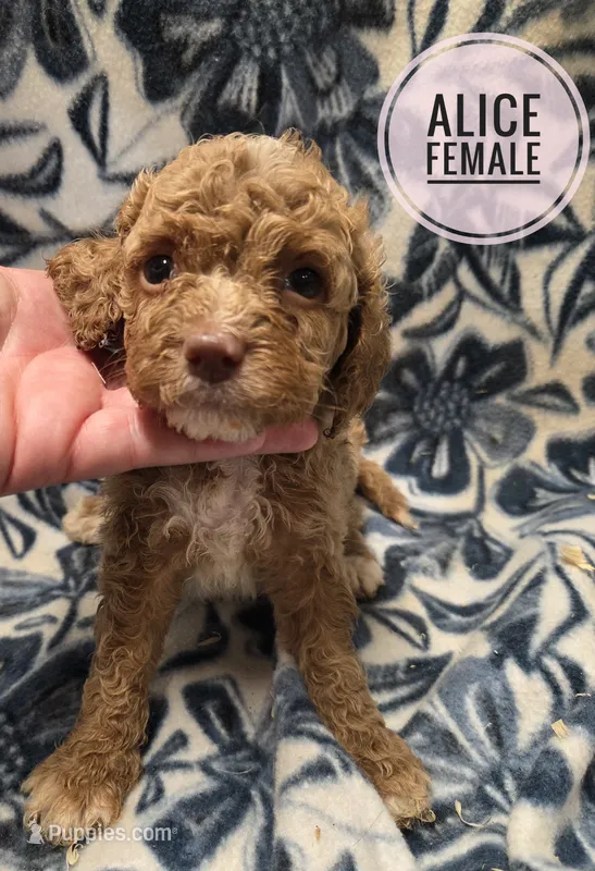 Alice  – Cockapoo puppy for sale in Knoxville, IA